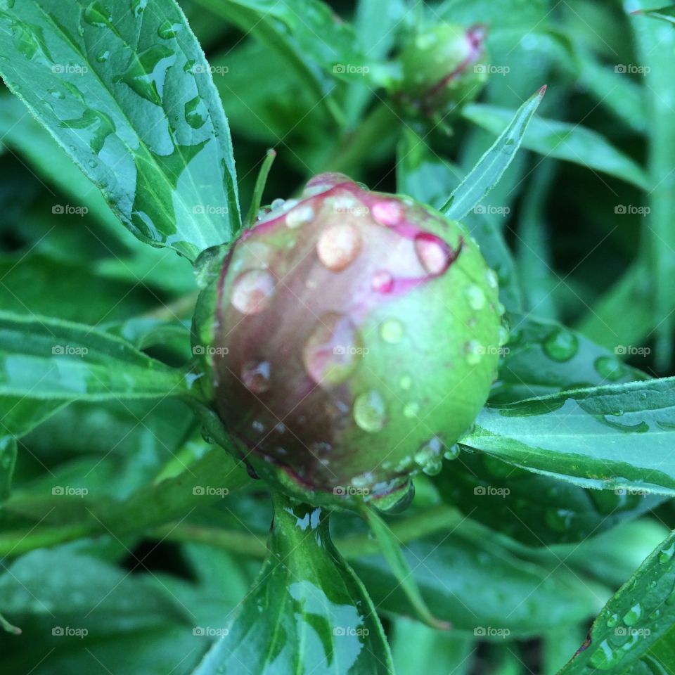Peony Bud in the Rain