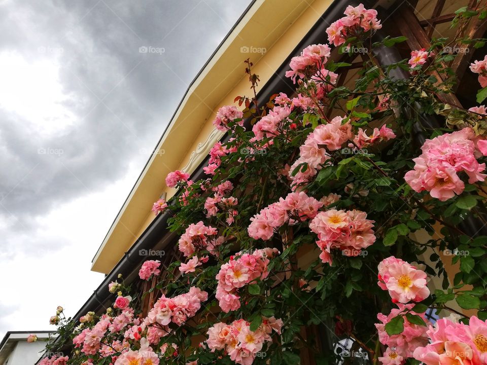 Flowered porch