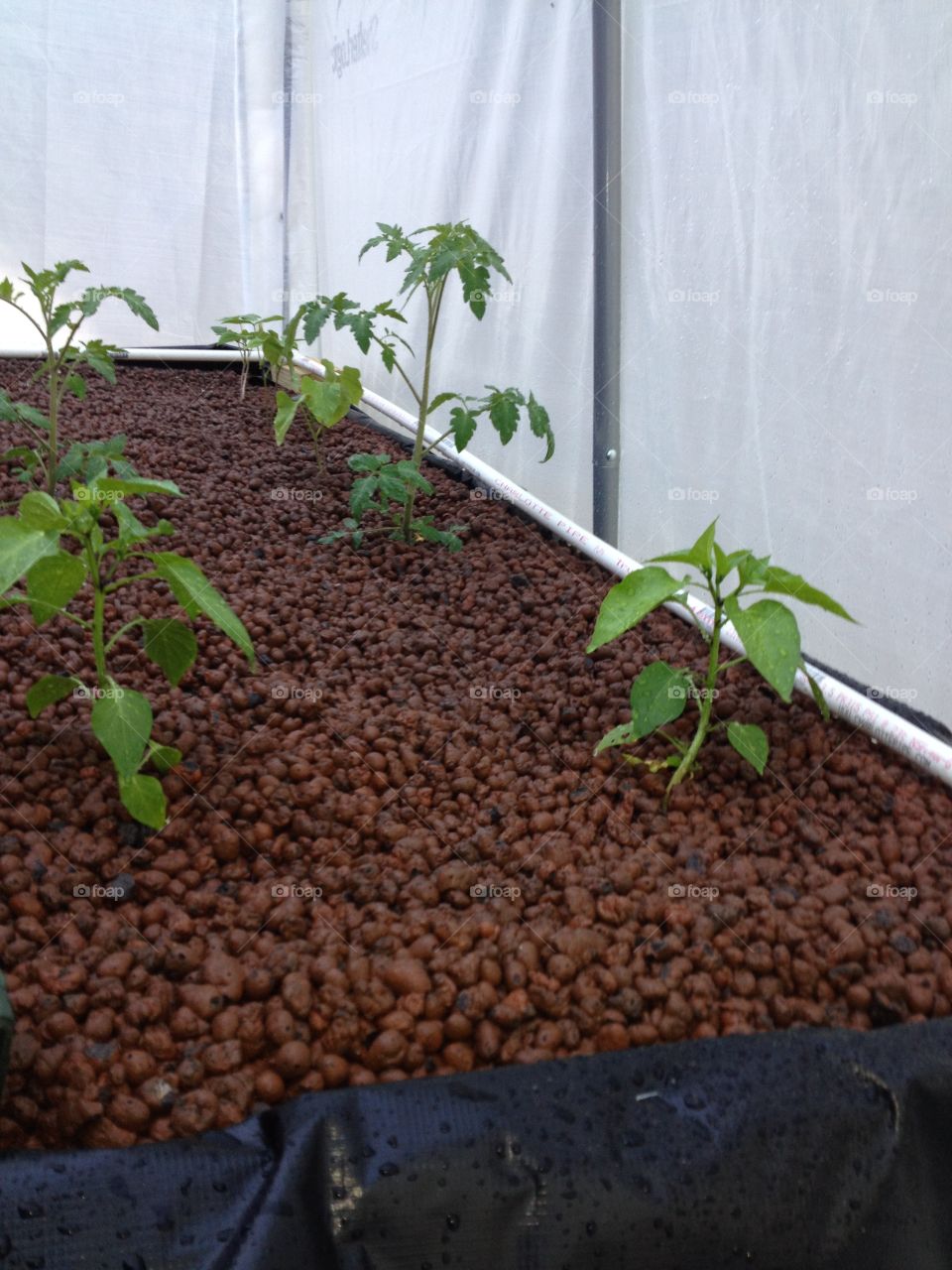 Hydroponic greenhouse tomato and pepper plants