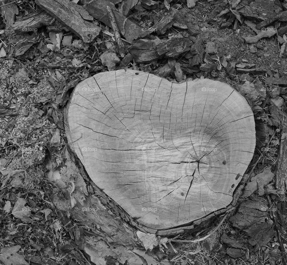 Heart shaped tree stump with cracks