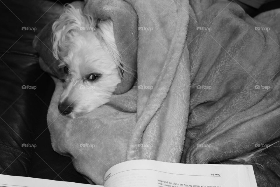 Emotional support while dad is working on his project