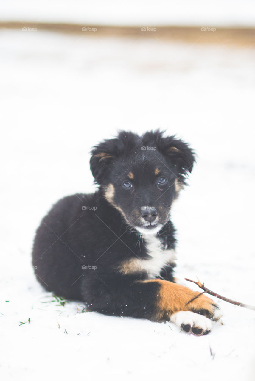 Dog looking at camera