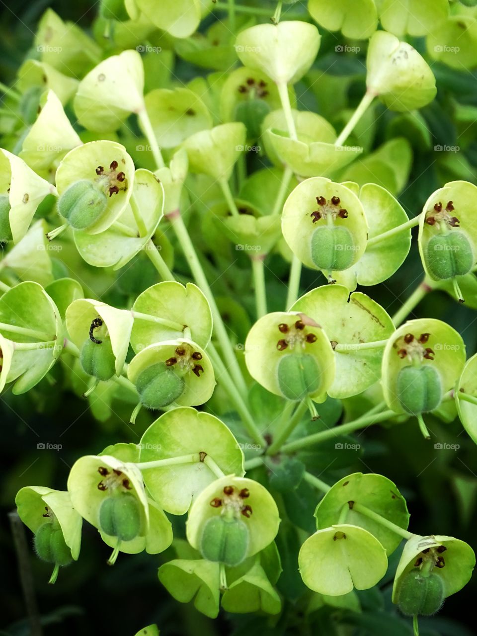 Green I want you green