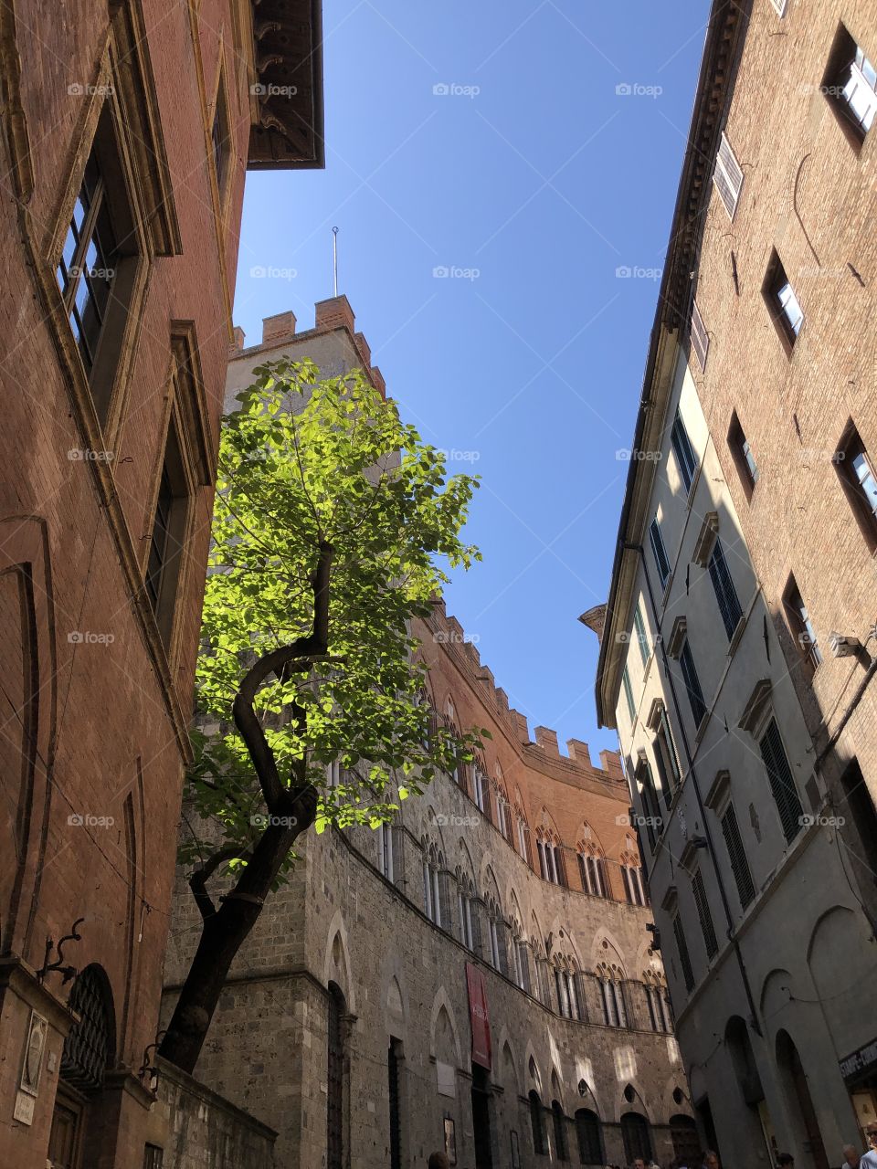 A Tree in The centre if Siena (Tuscany,Italy)