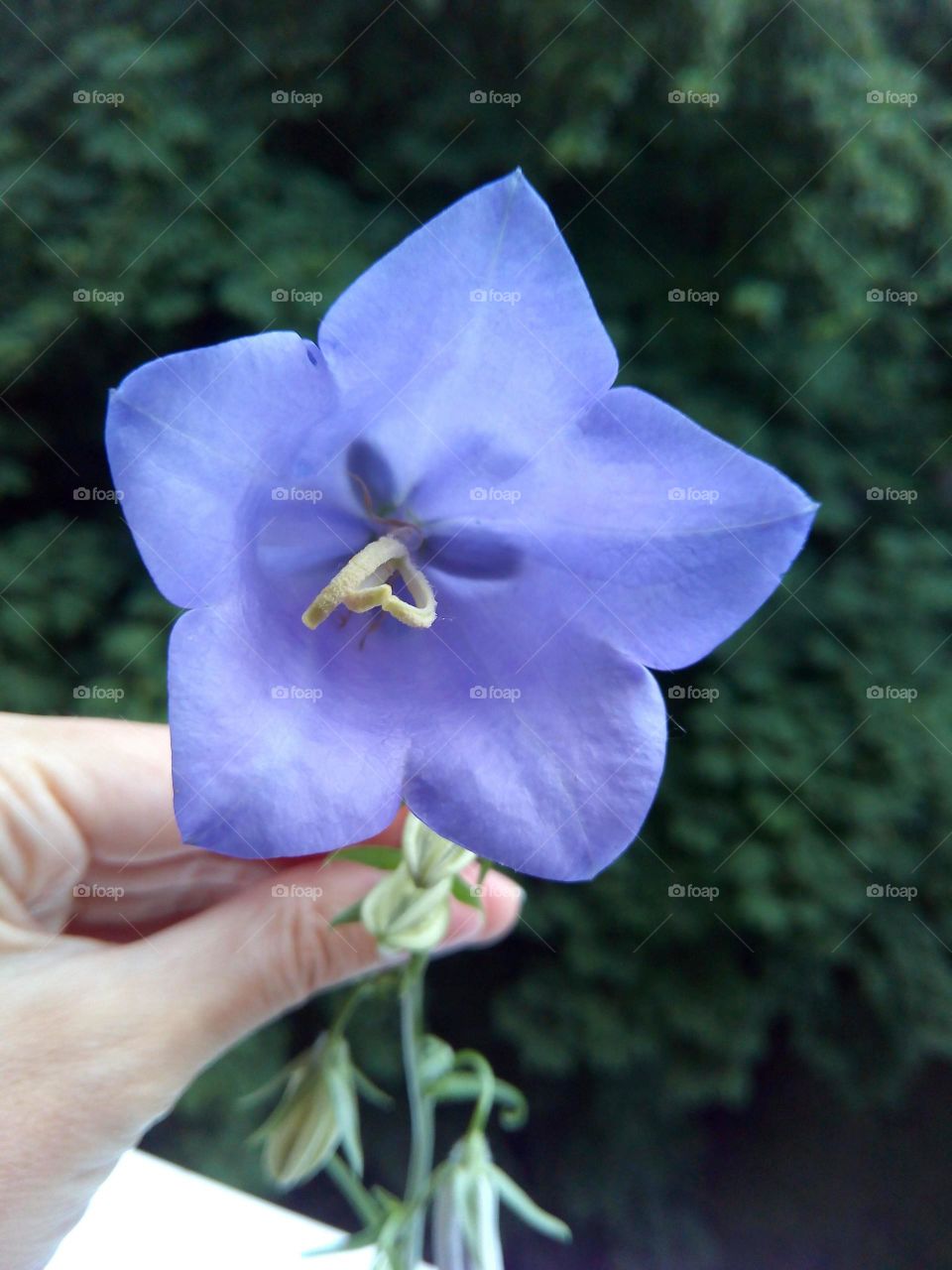 No Person, Flower, Nature, Leaf, Outdoors