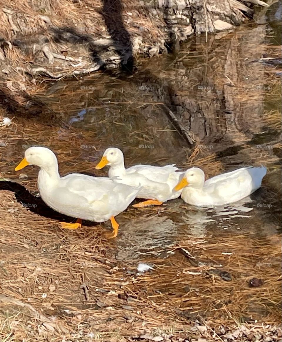 Three white ducks with bright orange bills and legs emerge from the water, waddling towards passersby. Eagerly, they beg for food, their curious eyes fixed on the people as they hope for a snack along the peaceful shoreline.