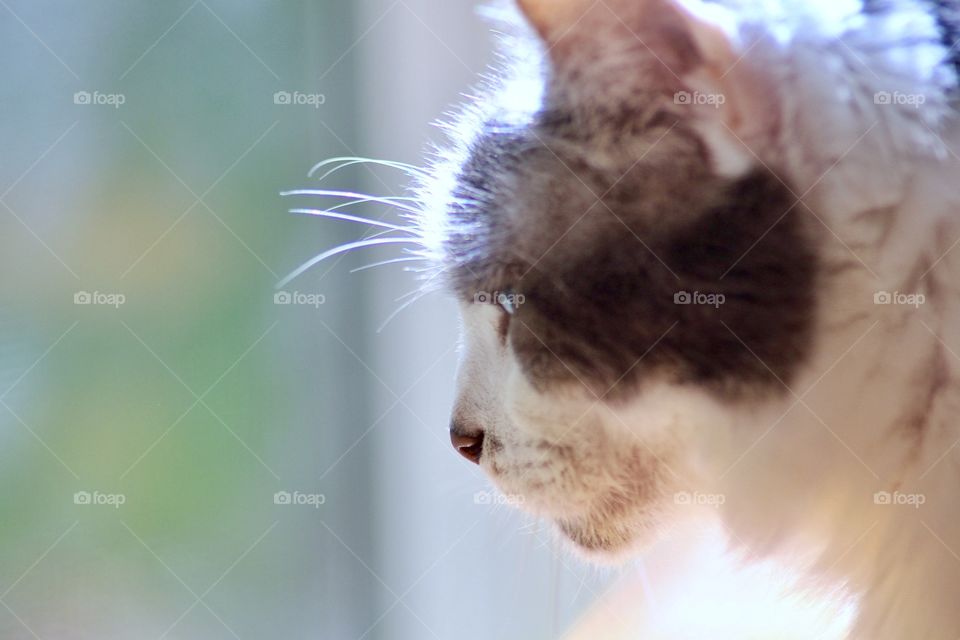 Cat Looking Out Of The Window 