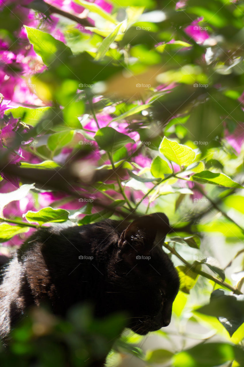 Cat and flowers