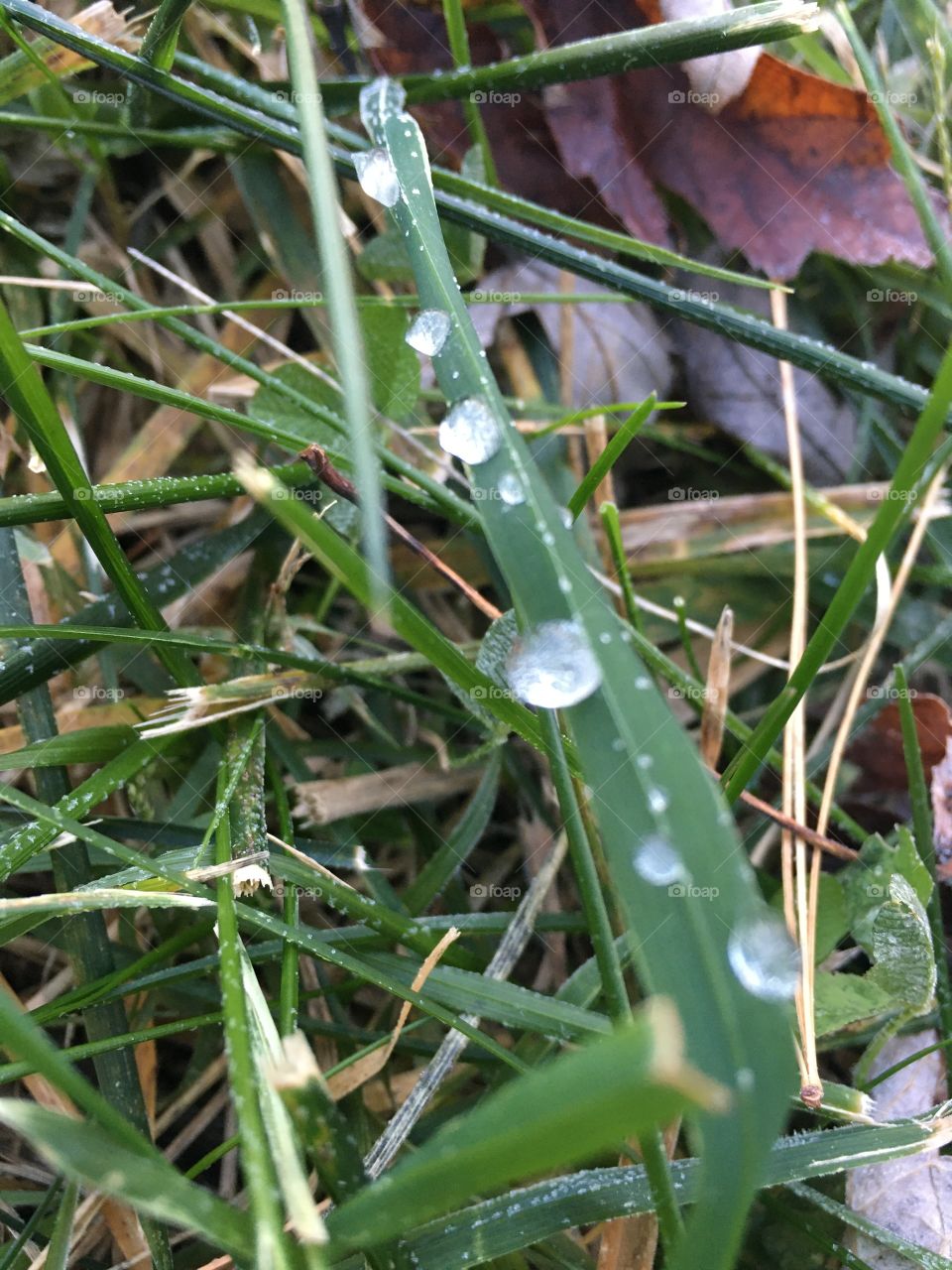 When the first frost of Fall takes place, it’s quite lovely to see droplets of ice on the grass. 