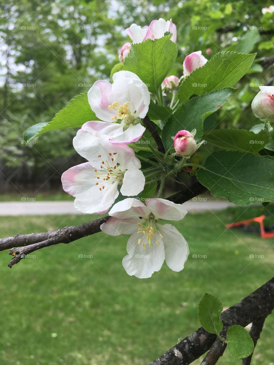 Japanese cherry blossoms in late Spring. White and pink.
