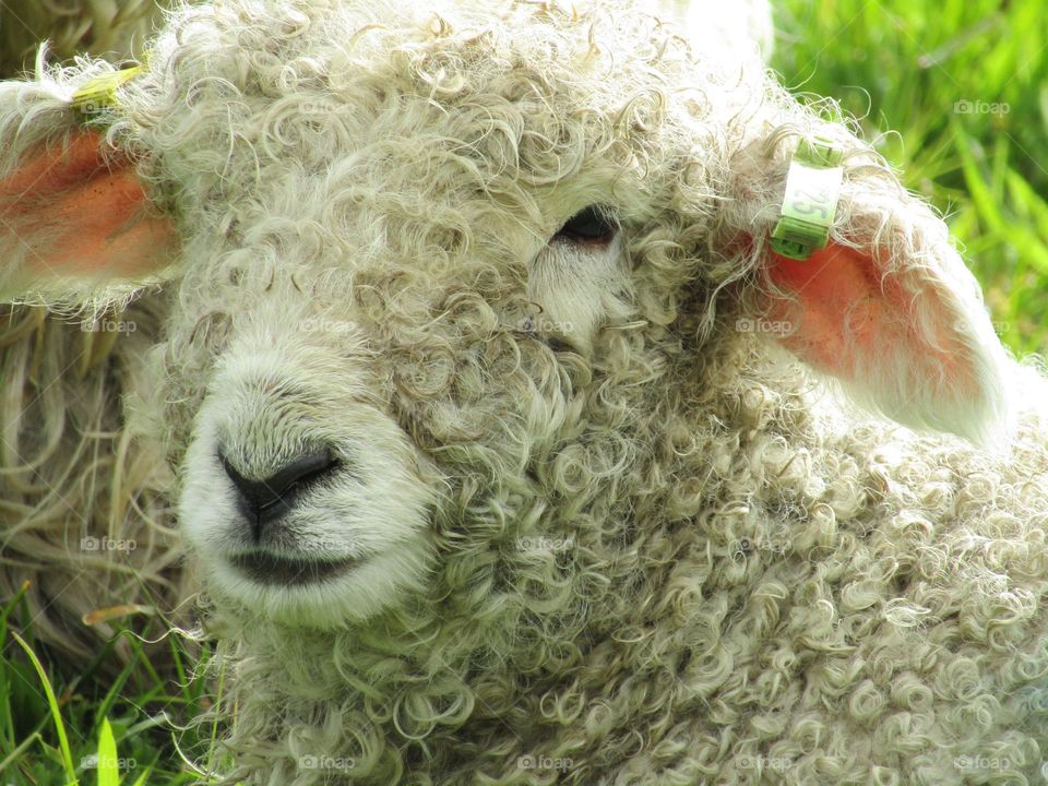 sheep posing for the camera