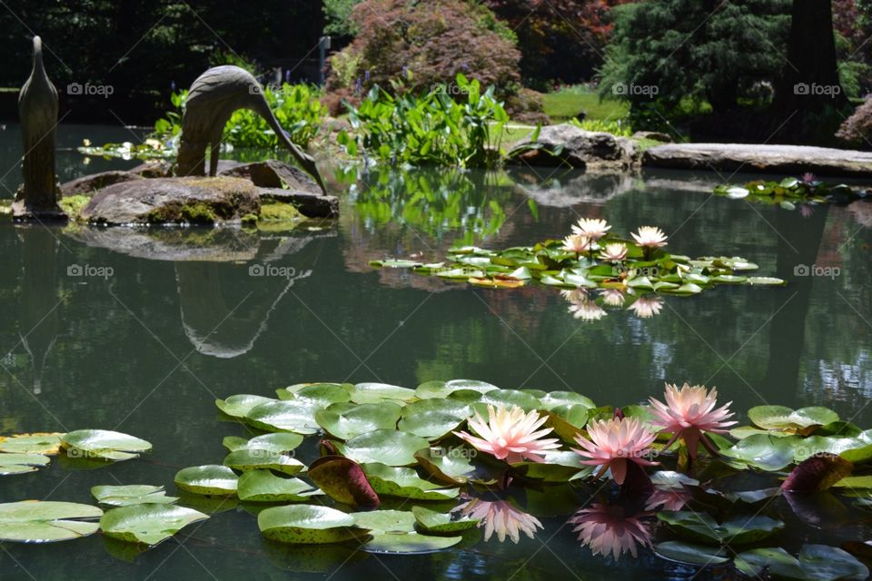 Pool, Water, Flower, Lake, Garden