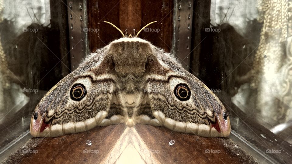 Night butterfly Eyes