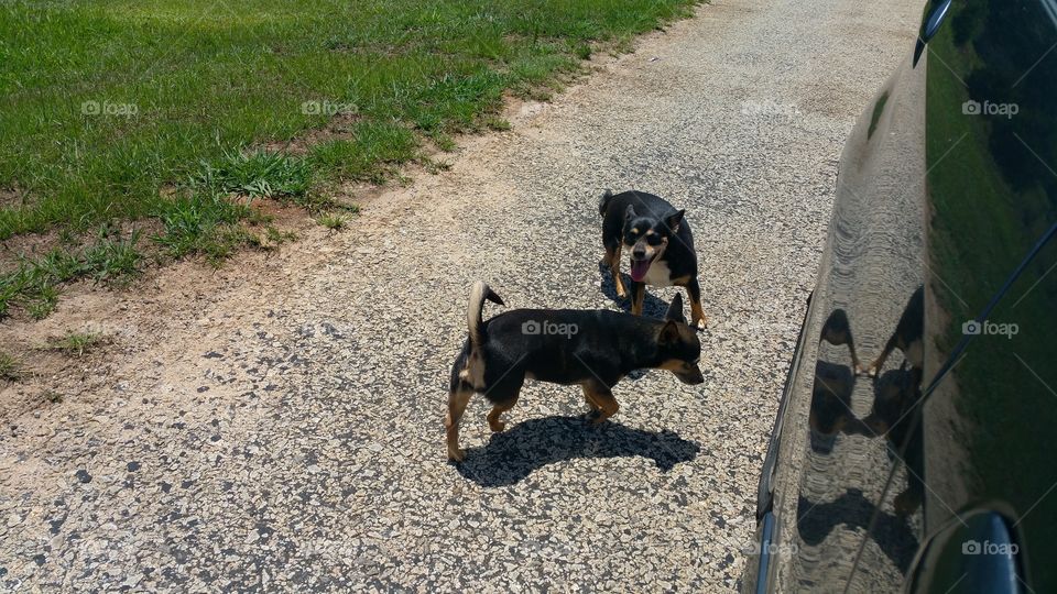 Dog, Mammal, No Person, One, Pet