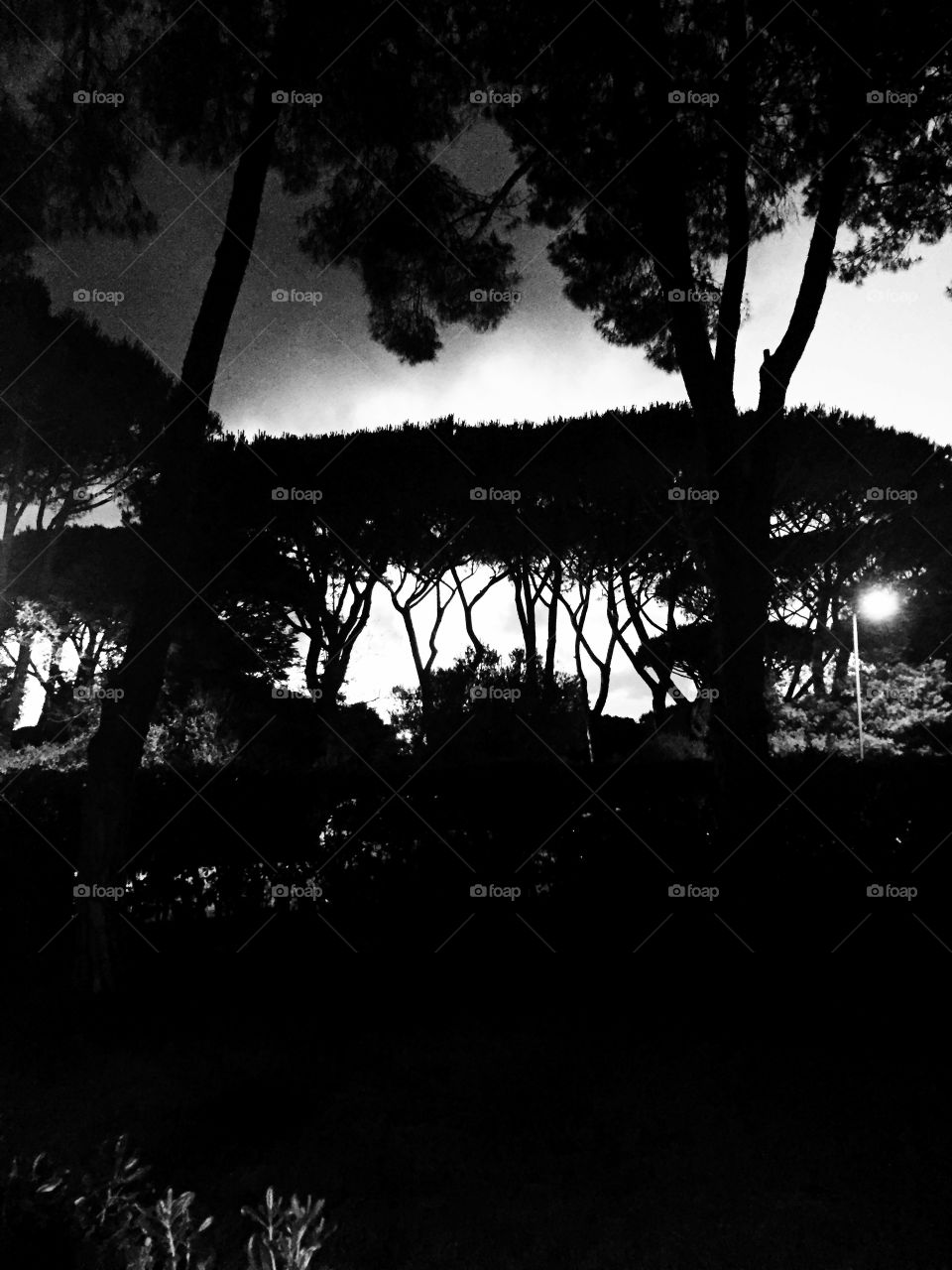 Silhouette of pine trees in black and white 