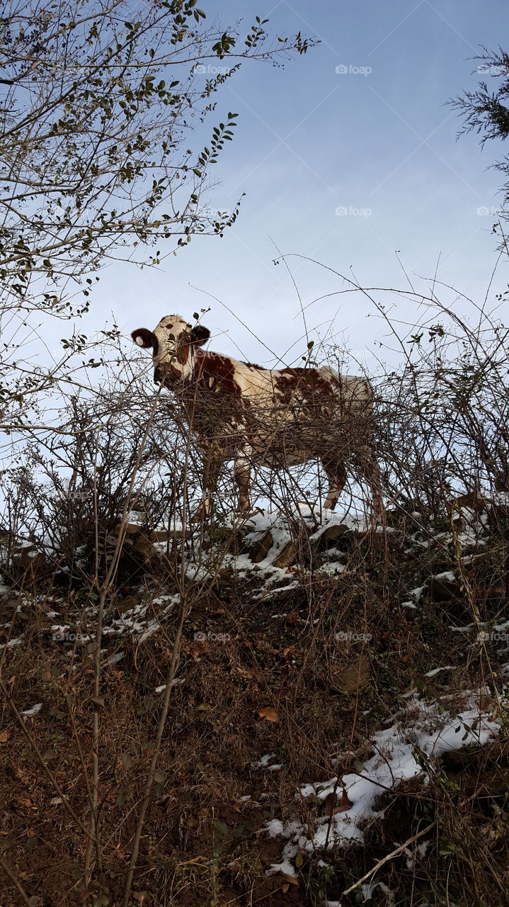 Cow In Snow