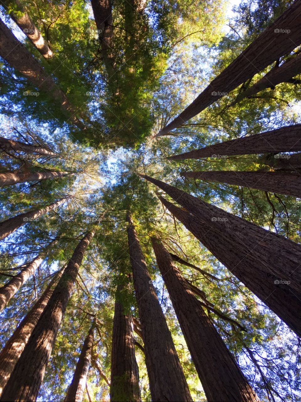 Low angle view of trees