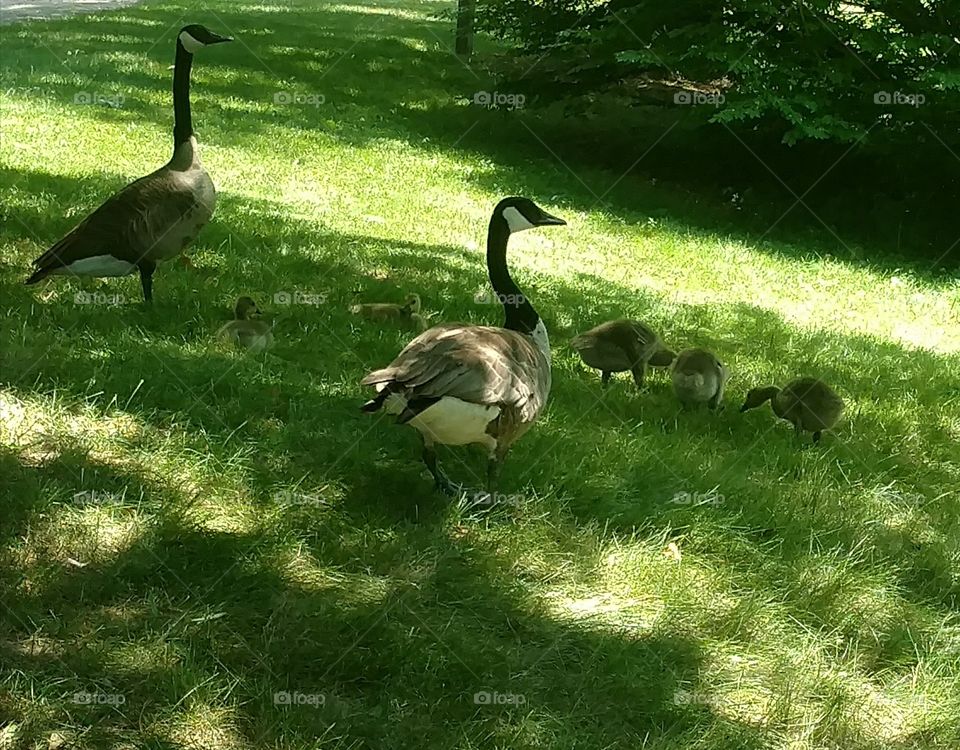 family of Canadian geese