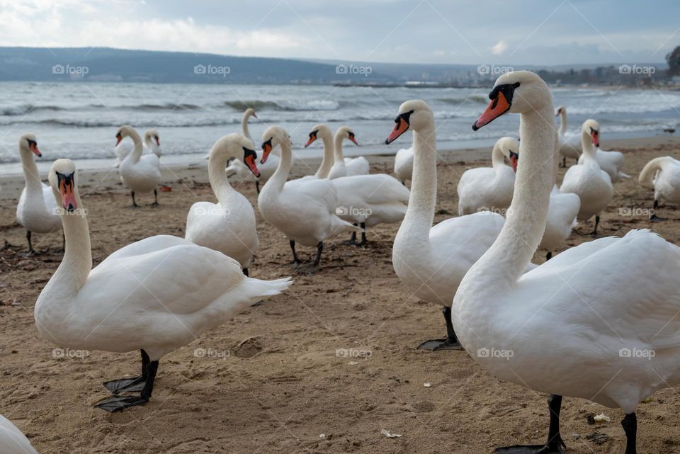 Swans on the beach