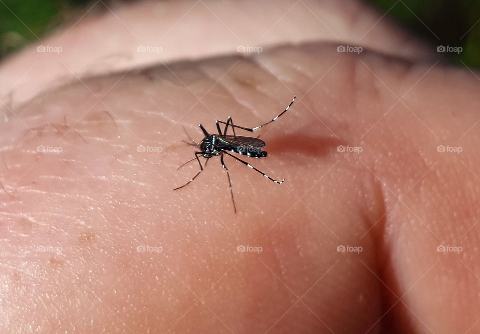 mosquito on hand