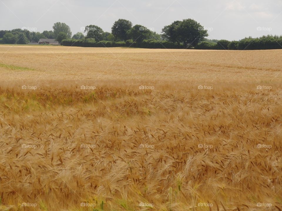 Fields in Schleswig-Holstein