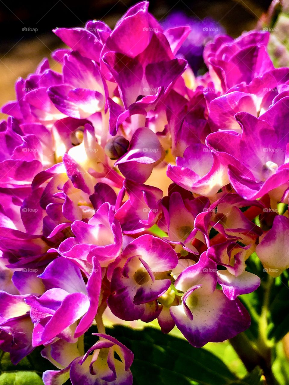 Hydrangea Bright 