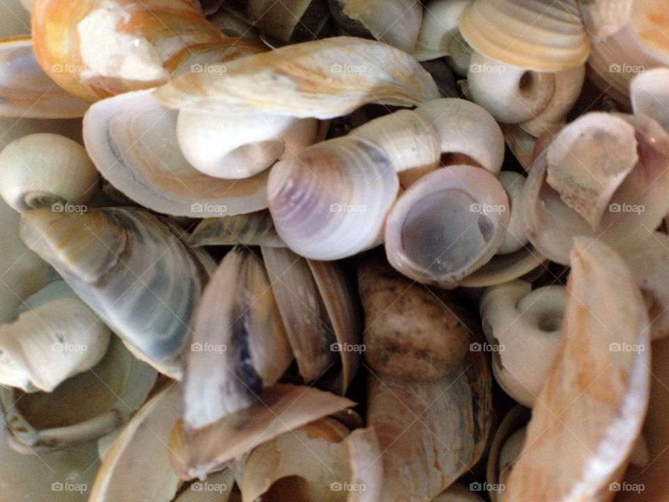 Shells. Sea shells