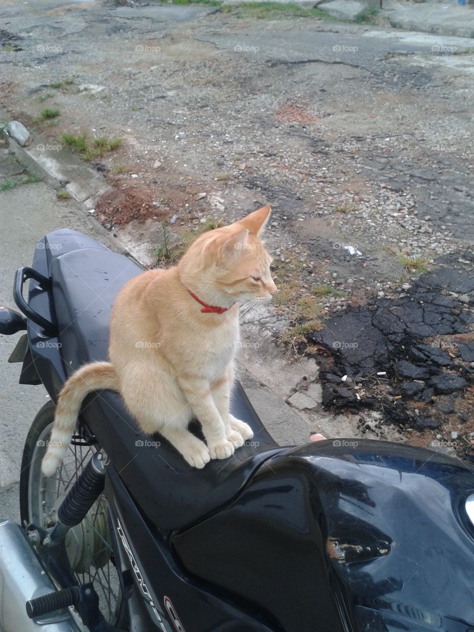 Meu gato em cima da moto