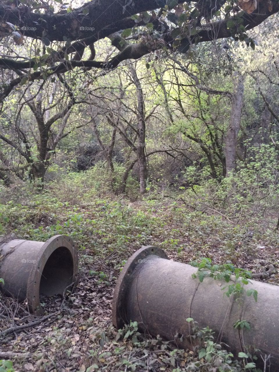 You never know what you’ll find while on a hike. Maybe some abandoned pipes?