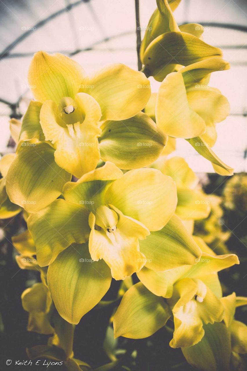 Yellow flowers