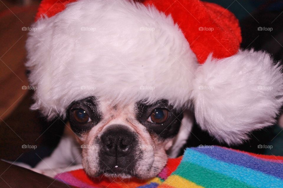 My Boston terrier pup looks resigned to spend some time in the hat and has laid her head down to try and fall asleep again 