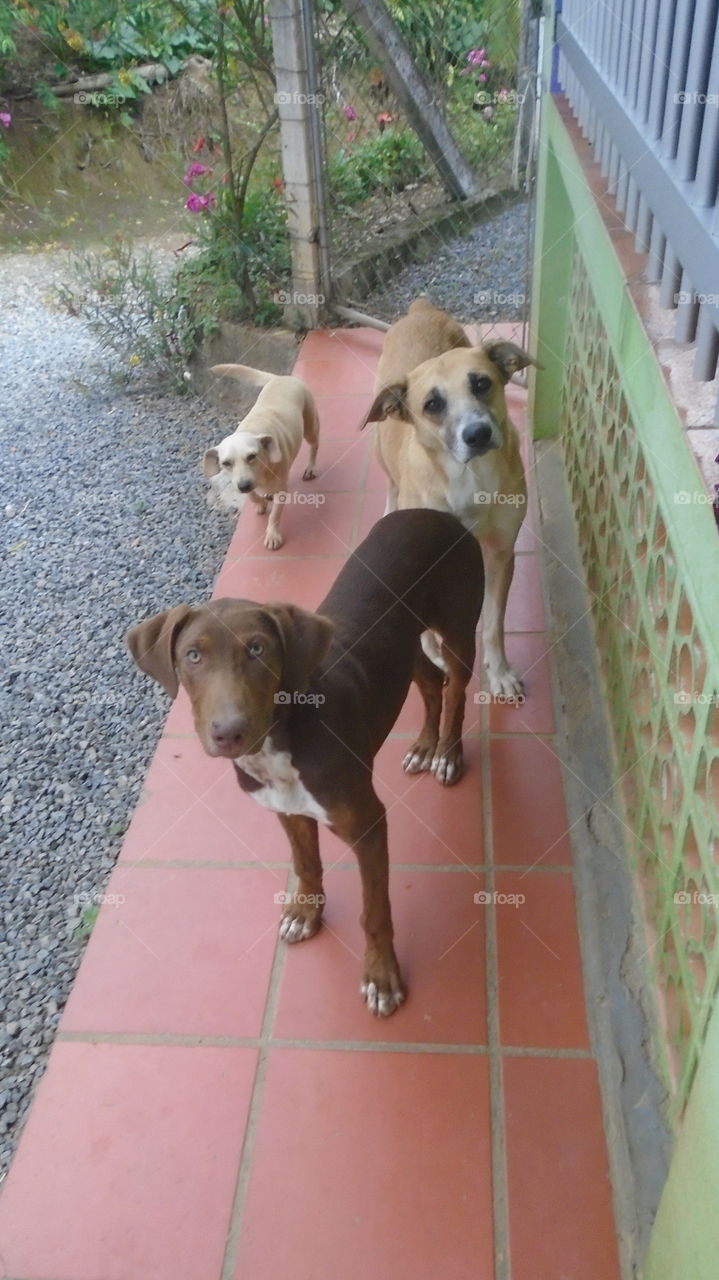 PET DOMESTIC ANIMAL DOG