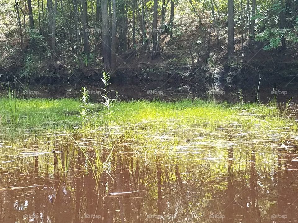 river meadow