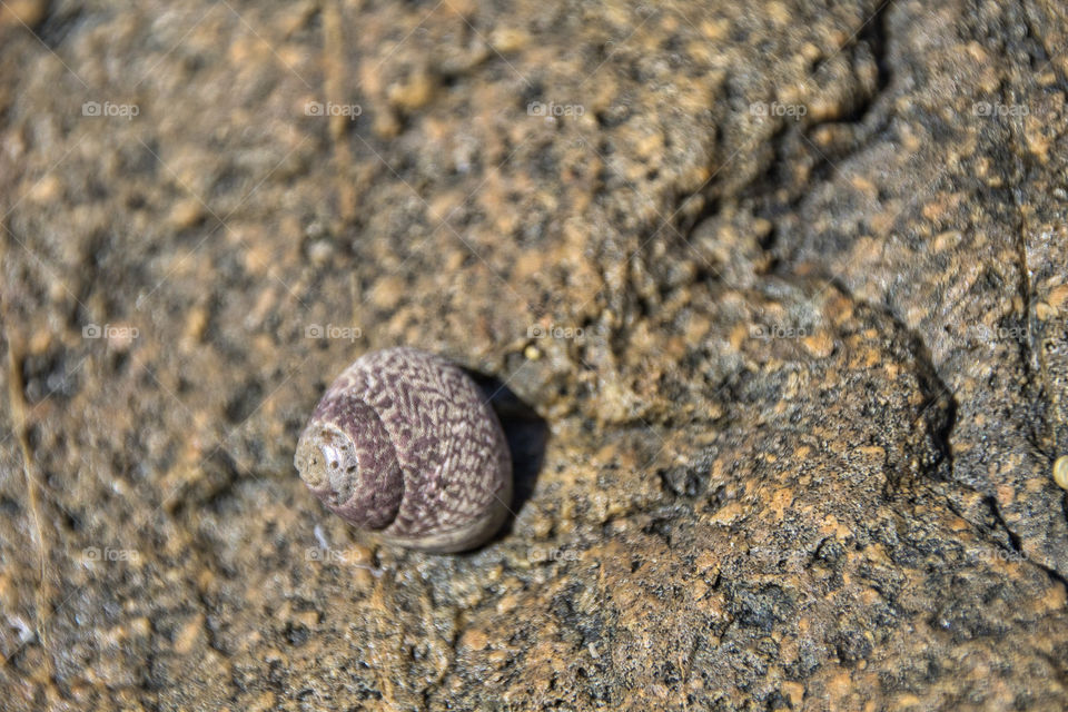 shell on the beach