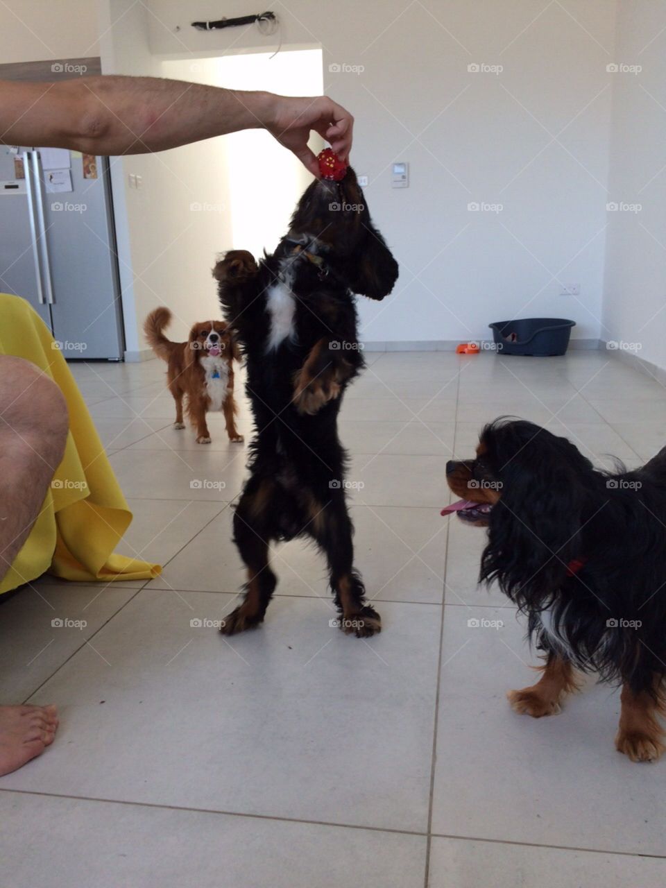 Play time. Cavalier King Charles Spaniels