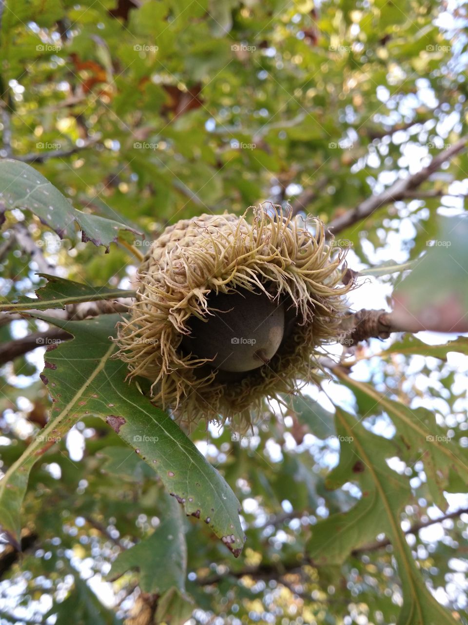 Bur Oak Acorn