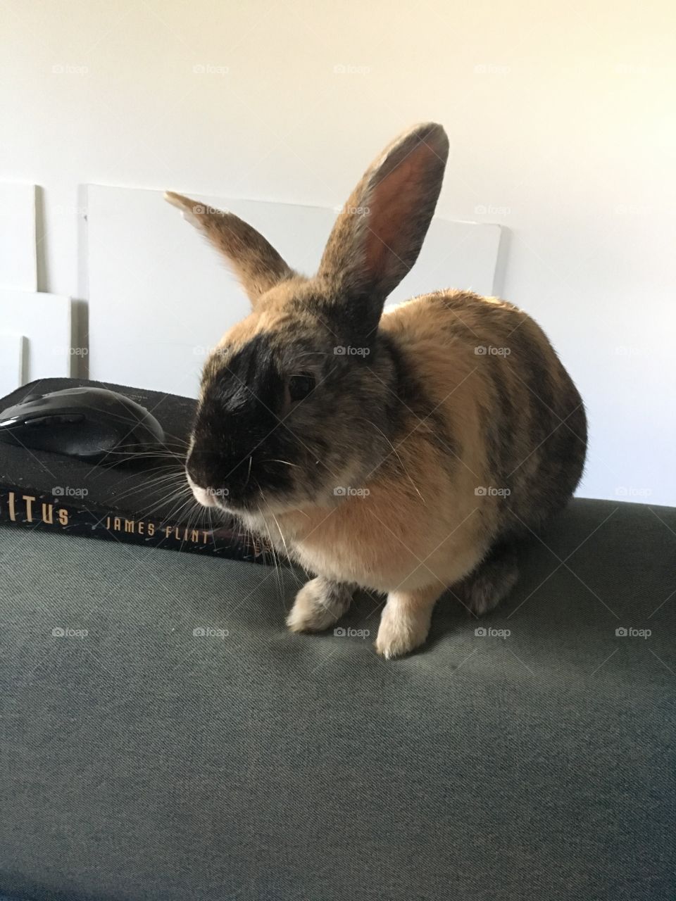 Bunny In the Books
