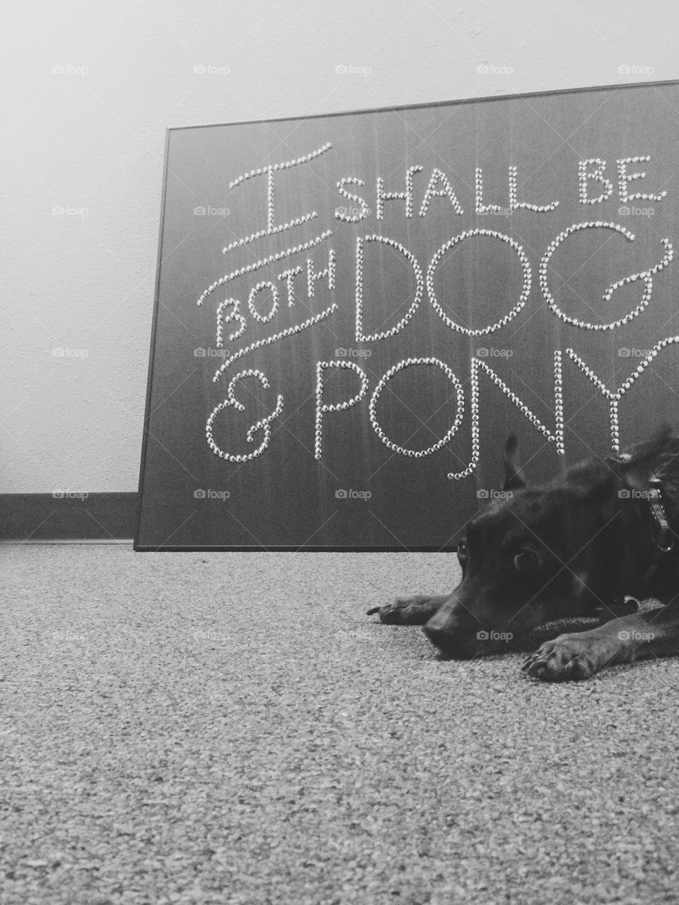 Dog and pony
