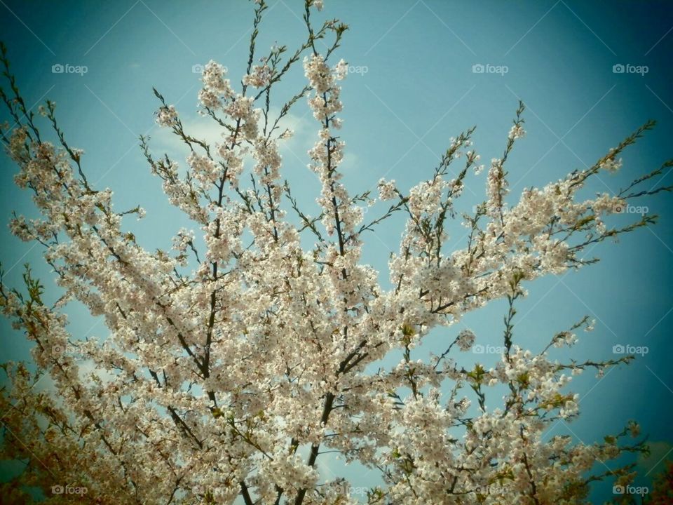  Cherry bloom