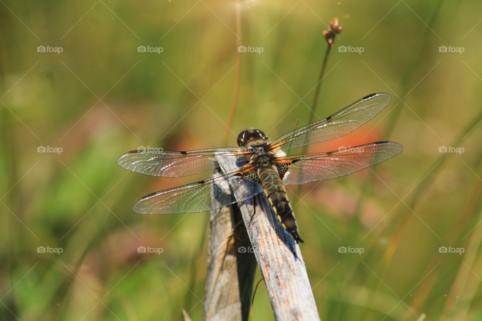 Beautiful dragonfly by the river