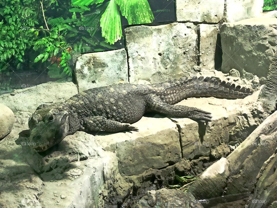 The dwarf crocodile (Osteolaemus tetraspis), broad-snouted, Sea Life, UK