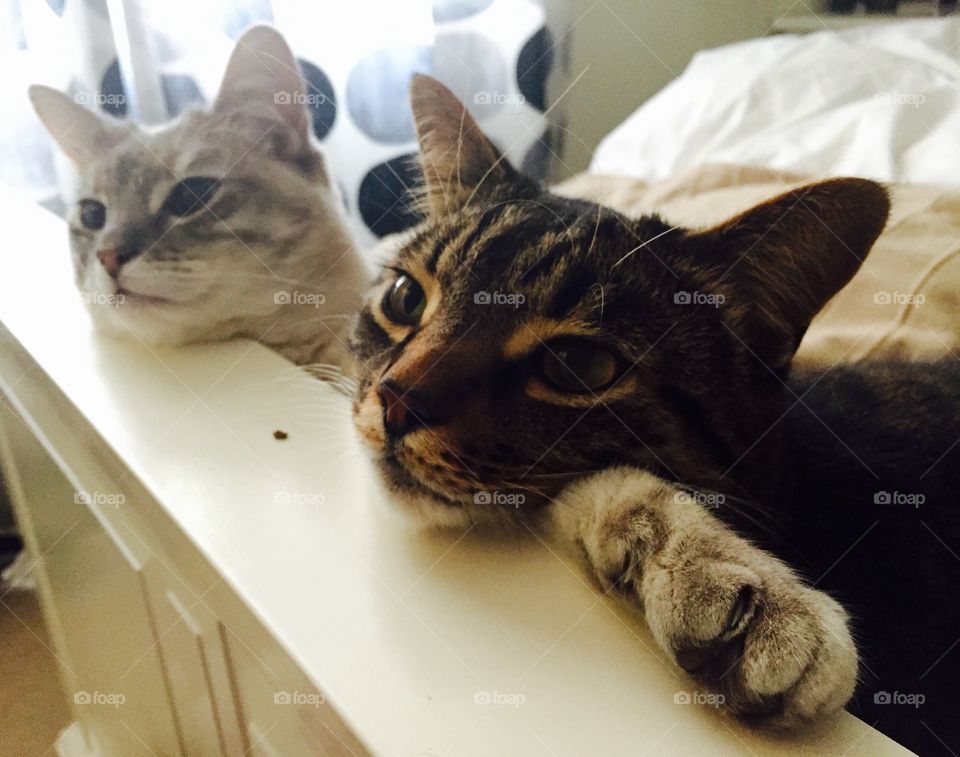 Close-up of animal's head