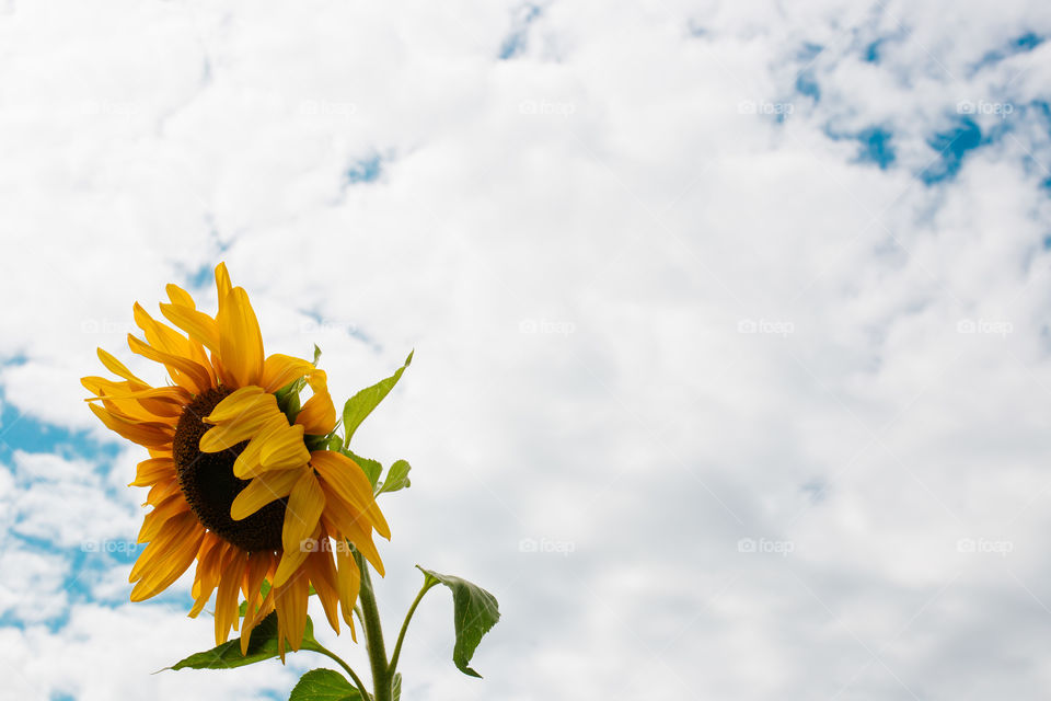 Sunflower on a cloudy day