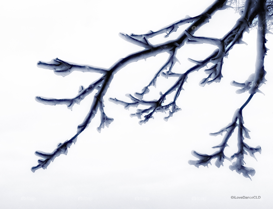Chicago Series: Ice encrusted tree branch on the shore of Lake Michigan in Jackson Park, Chicago. January 2018