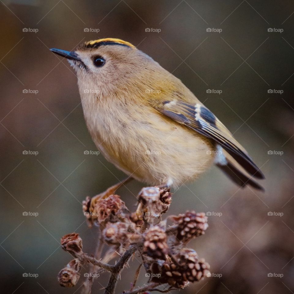 Goldcrest 