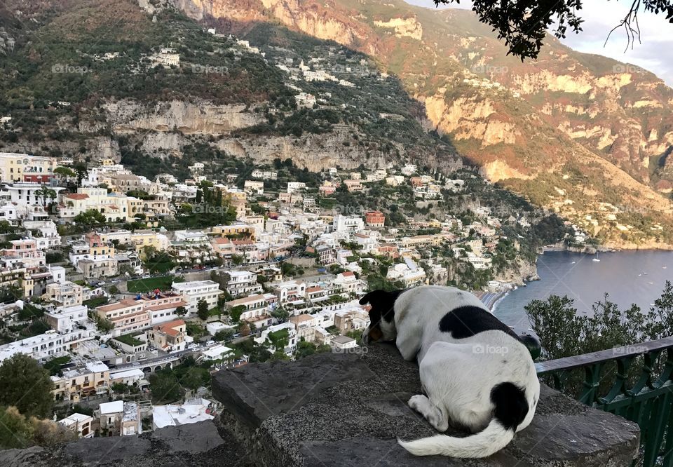Stray dog overlooking Positano