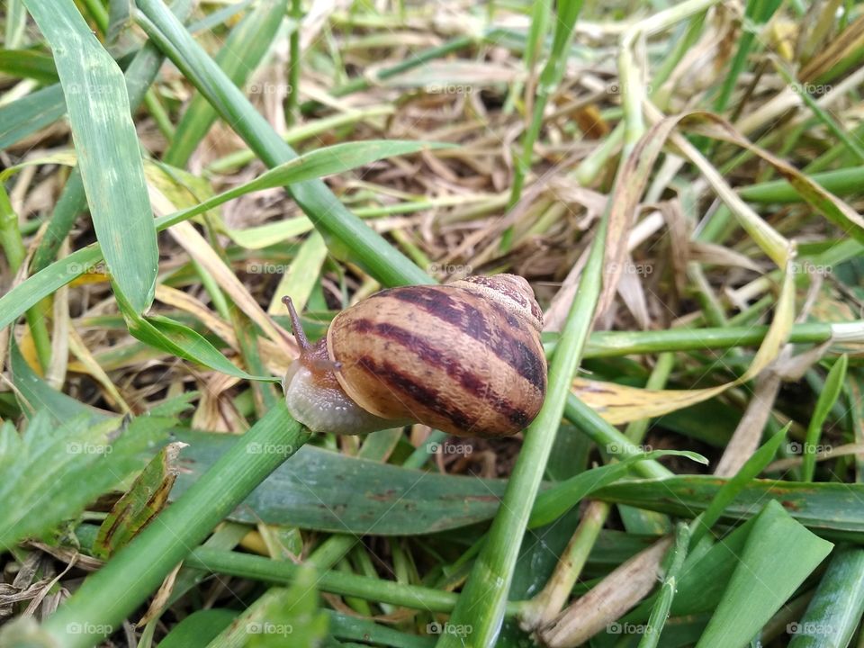 Snail