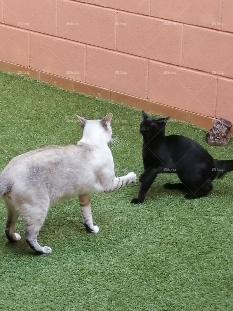 gatos pelea
