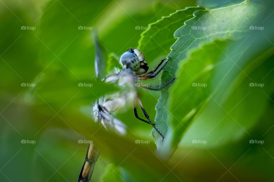 A female great blue skinner just finishes like lunch as she perches on a leaf. 