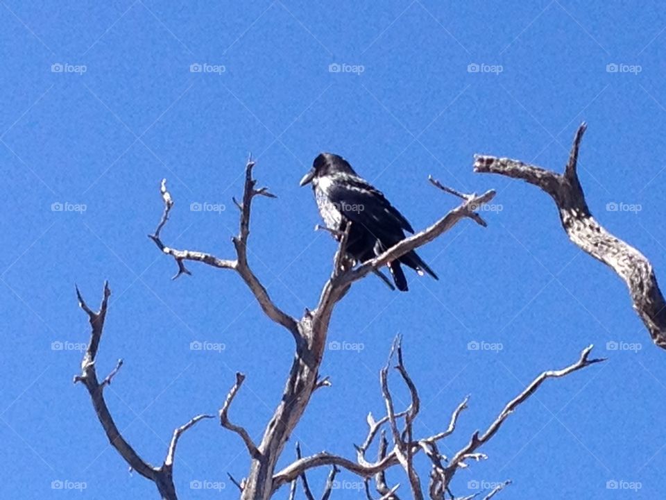 Nevermore. Raven in tree at Grand Canyon